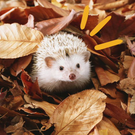 Dynamisez vos ateliers et vos formations avec les jeux de société